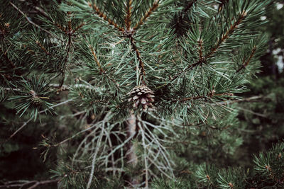 Close-up of leaves