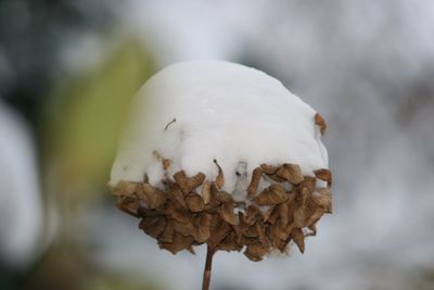 Close-up of mushroom growing outdoors