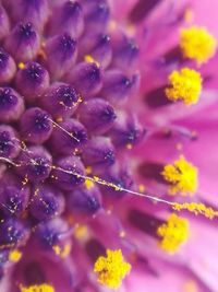 Macro shot of yellow flower