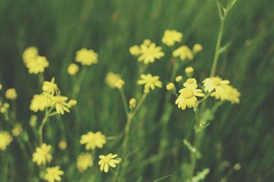 Close-up of yellow flowers blooming outdoors