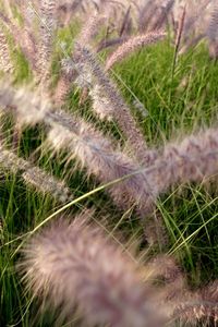 High angle view of corn field