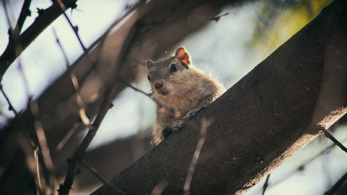 Low angle view of squirrel on tree