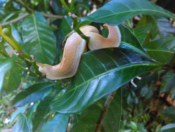 Close-up of a lizard on plant