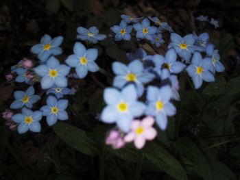 Close-up of white flowering plants on field