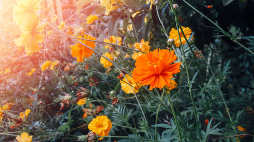 Close-up of orange cosmos flowers blooming on field