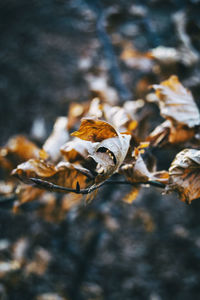 Dry leaves seen from close up in the autumn - winter season in a forest in spain