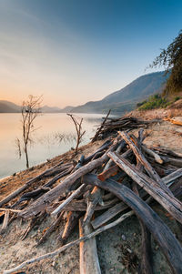 Driftwood on beach against sky during sunset