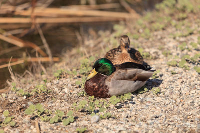 Two ducks by the water