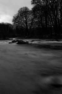 Bare trees on landscape