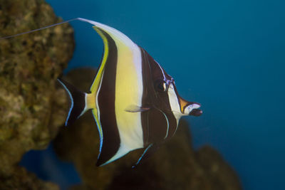 Close-up of fish underwater