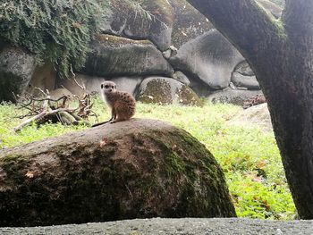 Cat sitting on rock