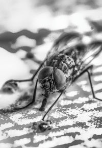 Close-up of fly
