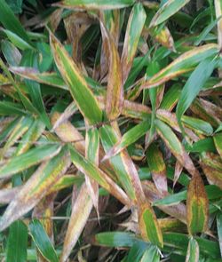 Full frame shot of green leaves