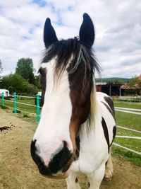 Close-up of a horse on field