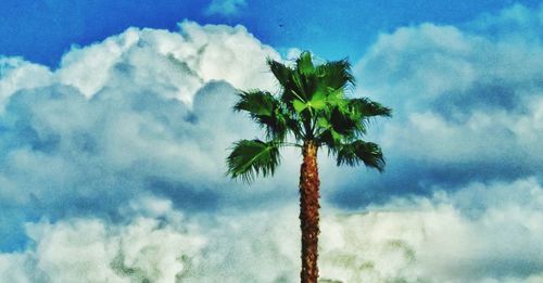 Low angle view of palm trees against cloudy sky