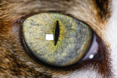 Close-up of cat eye