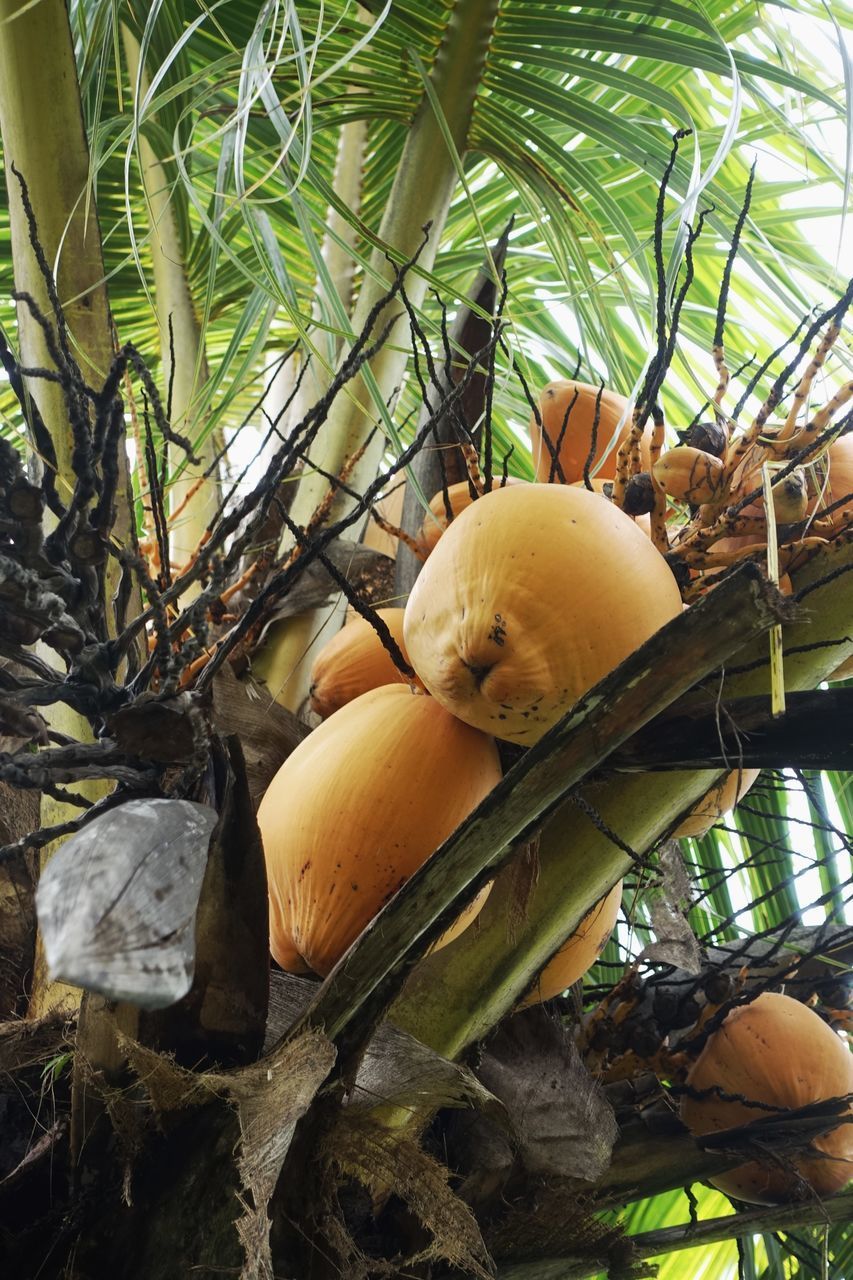 CLOSE-UP OF FRESH FRUITS ON TREE