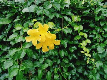 High angle view of yellow flowering plants