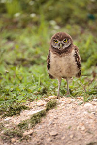 Baby burrowing owl athene cunicularia perched outside its burrow on marco island, florida