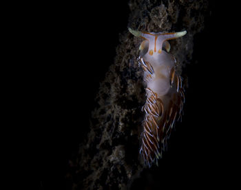 Close-up of jellyfish against black background