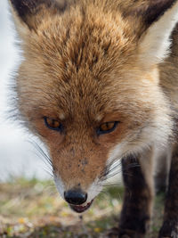 Close-up portrait of cat