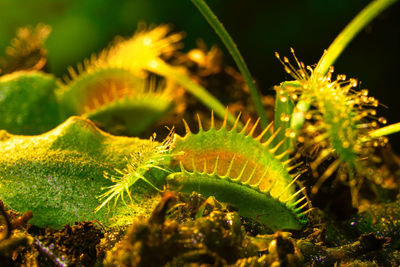 Carnivorous plants with open traps