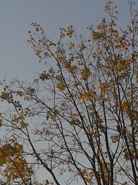 Low angle view of trees against sky