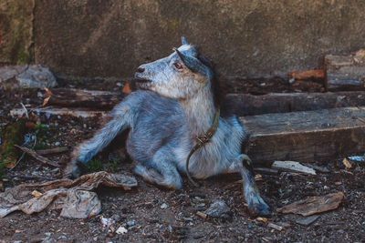 Close-up of goat sitting against wall