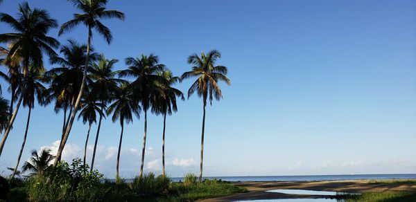 Palm trees against clear blue sky