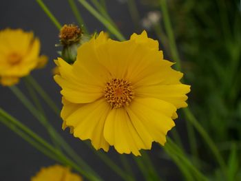 Close-up of yellow flower