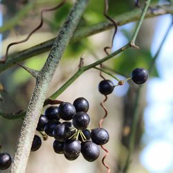 Close-up of fruits on tree