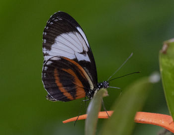 Close-up of butterfly