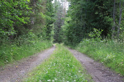 Dirt road amidst trees in forest