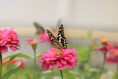 Close-up of butterfly pollinating on pink flower