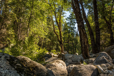 Pine trees in forest