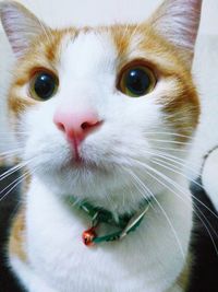 Close-up portrait of cat