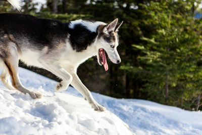 Dog lying on snow covered land