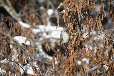 Close-up of dry plants on field during winter