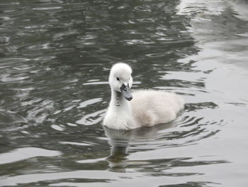 Swan swimming in lake