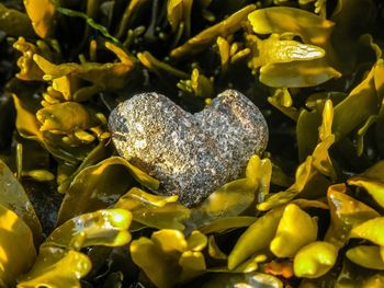 Close-up of heart shape on pebbles