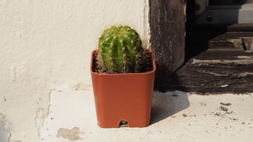 Close-up of potted plant