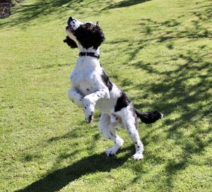 English springer spaniel jumping. 