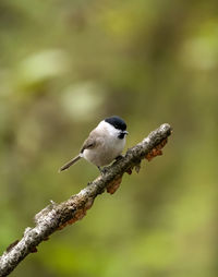 Close-up of bird perching on branch