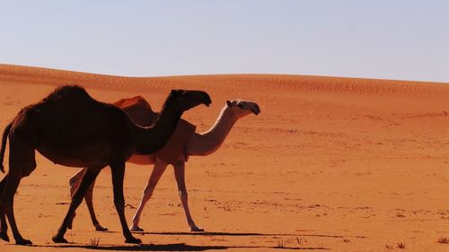 Horse standing on sand dunes against clear sky