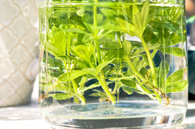 Close-up of plants in glass container
