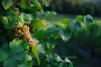 Close-up of grapes growing in vineyard