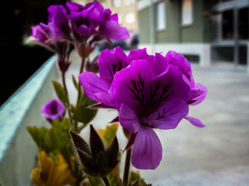 Close-up of purple flowers blooming outdoors