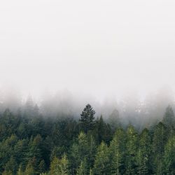 Trees in forest against sky