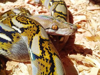 Close-up of lizard