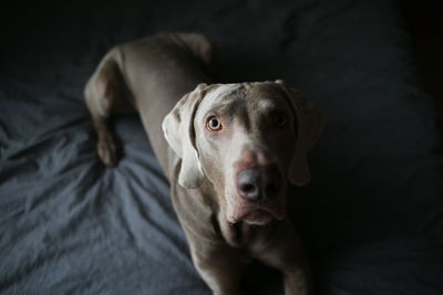 Close-up portrait of dog on bed